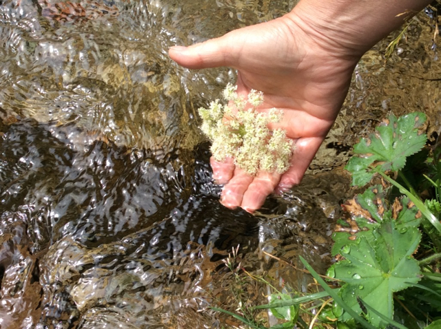 Wasser mit Pflanze.jpg