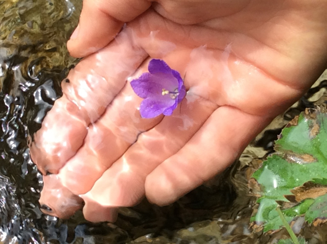 Hand mit lila Blume.jpg