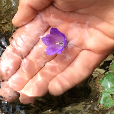 Hand mit lila Blume.jpg